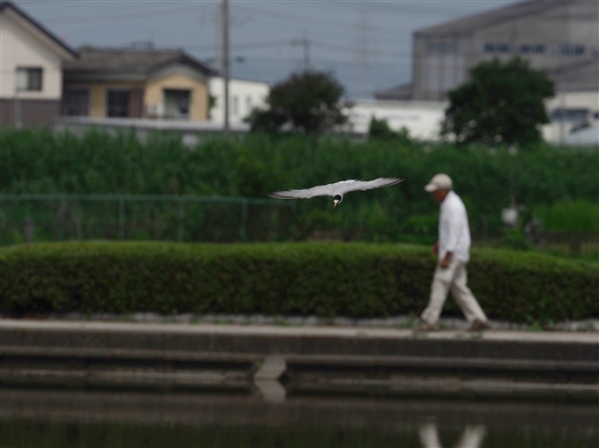 RAWTV,Little Tern